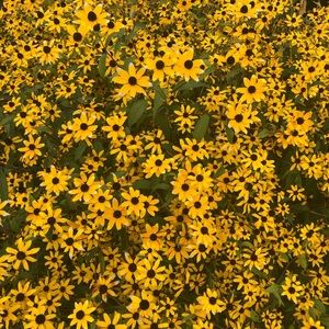 Meet your Posher, Mallory